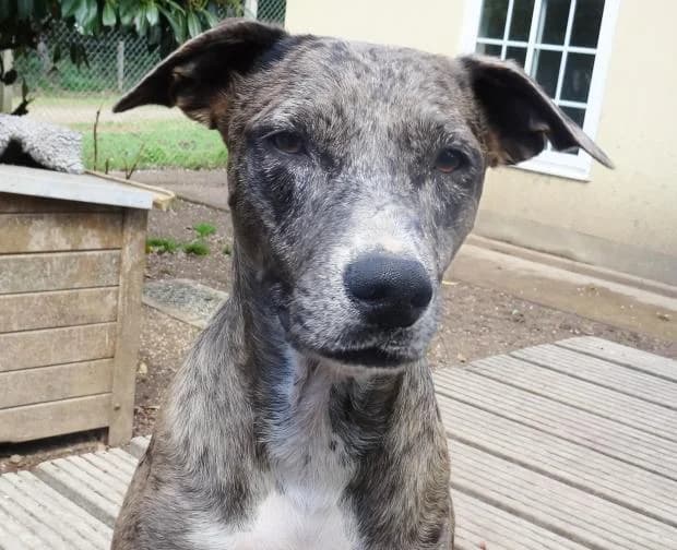 Oriana, female Mixed Breed for adoption at Fondation Brigitte Bardot, Paris