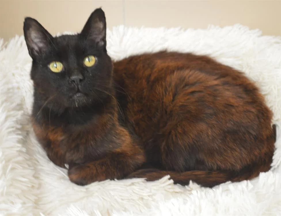 Félix, male mixed breed for adoption at SPA Compiègne, Compiègne