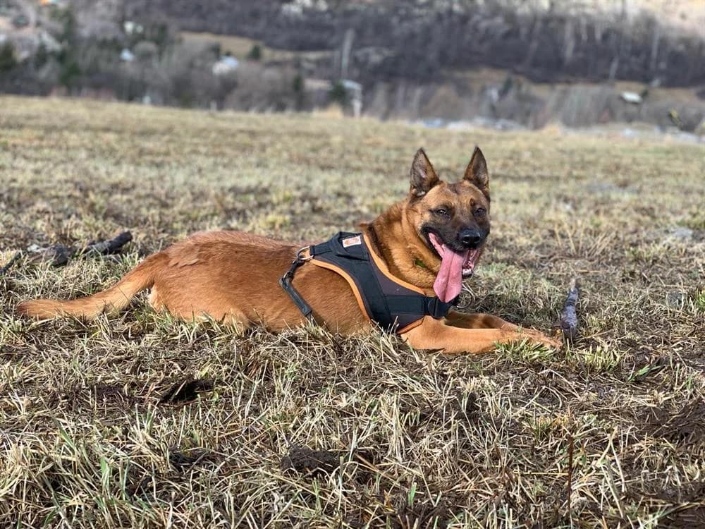 UTOPYA, female senior Mixed Breed for adoption at SPA Aix-en-Provence, Aix