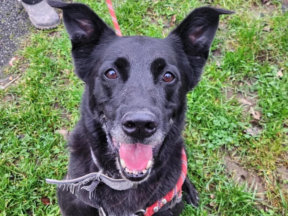 SVART dit CHARLY, male senior Mixed Breed for adoption at SPA Tours (Luynes), Tours