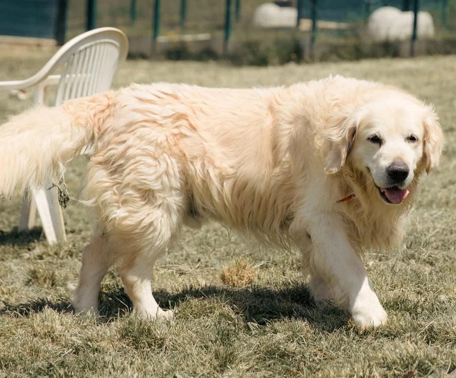 NOVAK, male Golden Retriever for adoption at Gerhard Cramer), Arry
