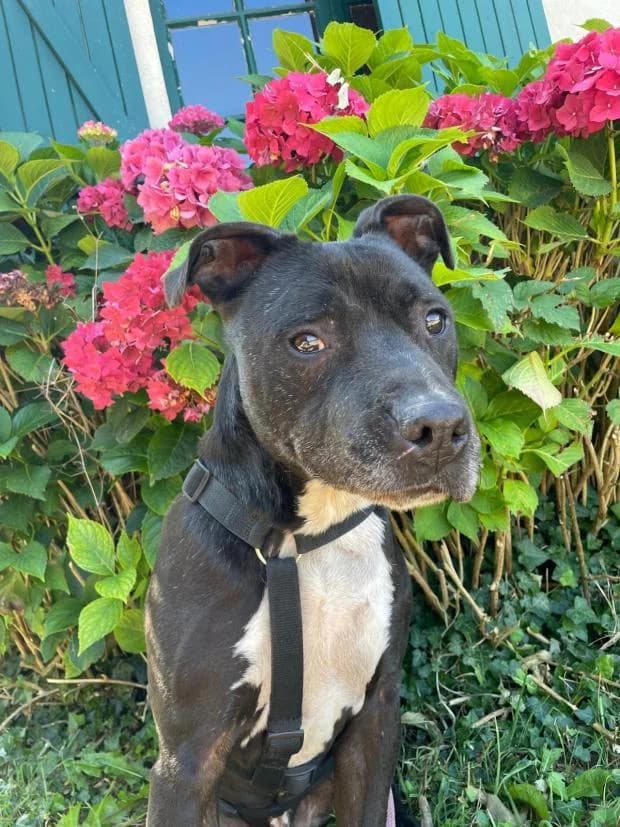 Gucci, male Mixed Breed for adoption at Fondation Brigitte Bardot, Paris