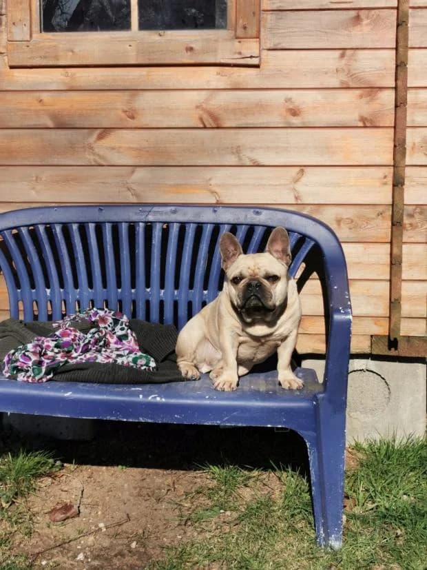 Django, male English Bulldog for adoption at Fondation Brigitte Bardot, Paris