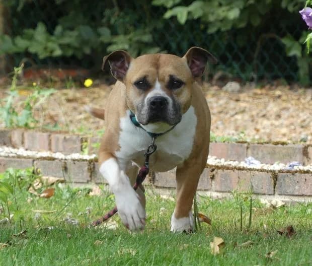 Maya, Mixed Breed (Fondation Brigitte Bardot)