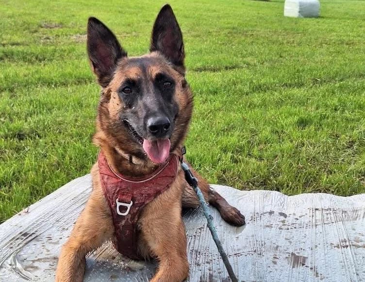 INDIA, female Belgian Malinois for adoption at SPA Thionville, Thionville
