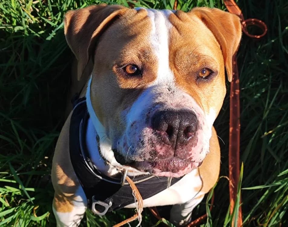 TITAN, American Staffordshire Terrier (SPA Plouhinec)
