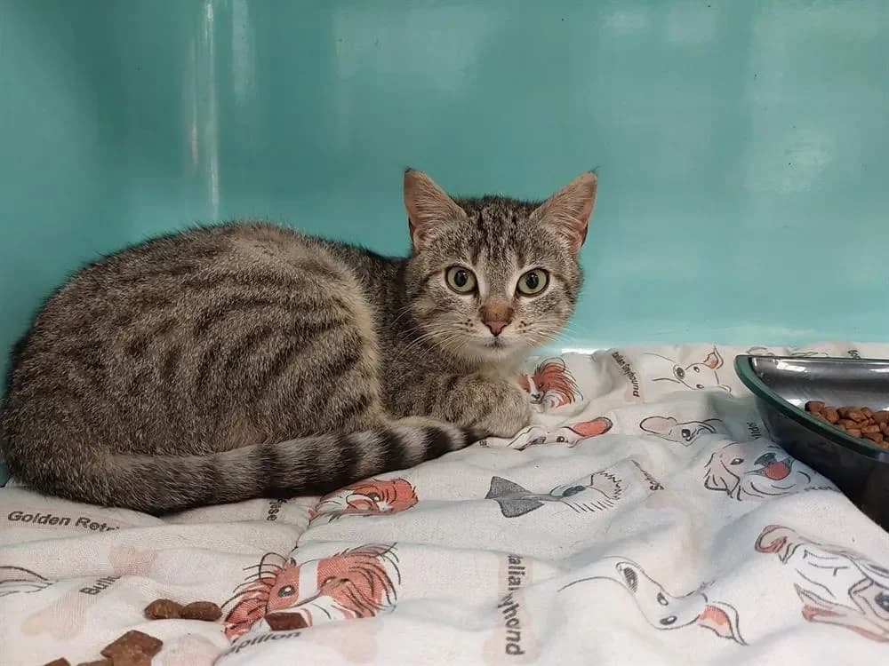 Petit Coeur, unknown female mixed breed for adoption at SPA Étalondes, Etalondes — photo 2 of 2