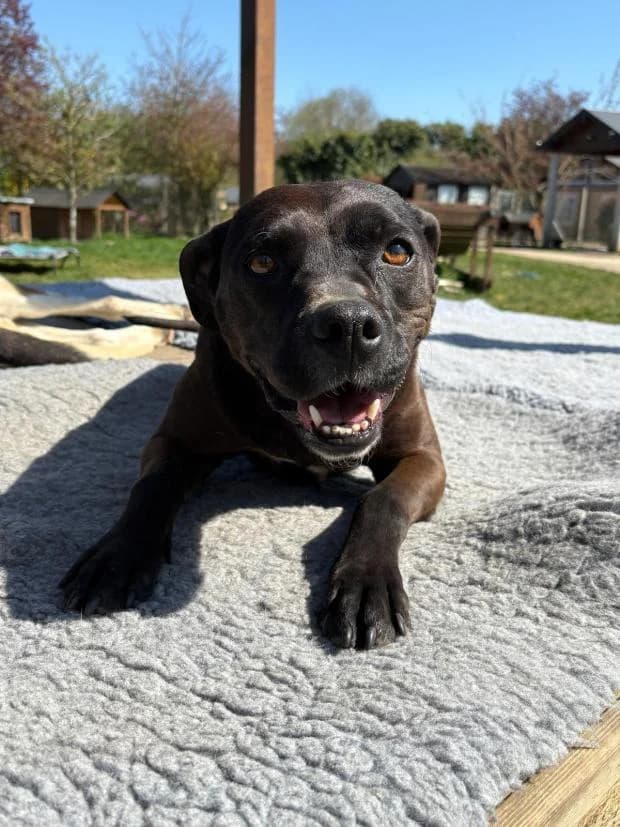 Orca, female Mixed Breed for adoption at Fondation Brigitte Bardot, Paris