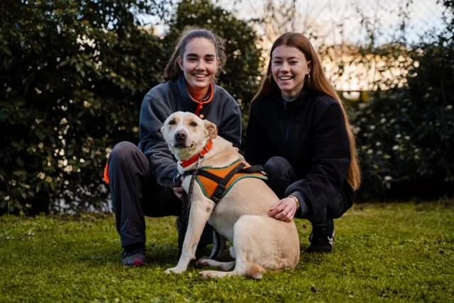 ZEUS, male senior Mixed Breed for adoption at SPA Rennes, Rennes