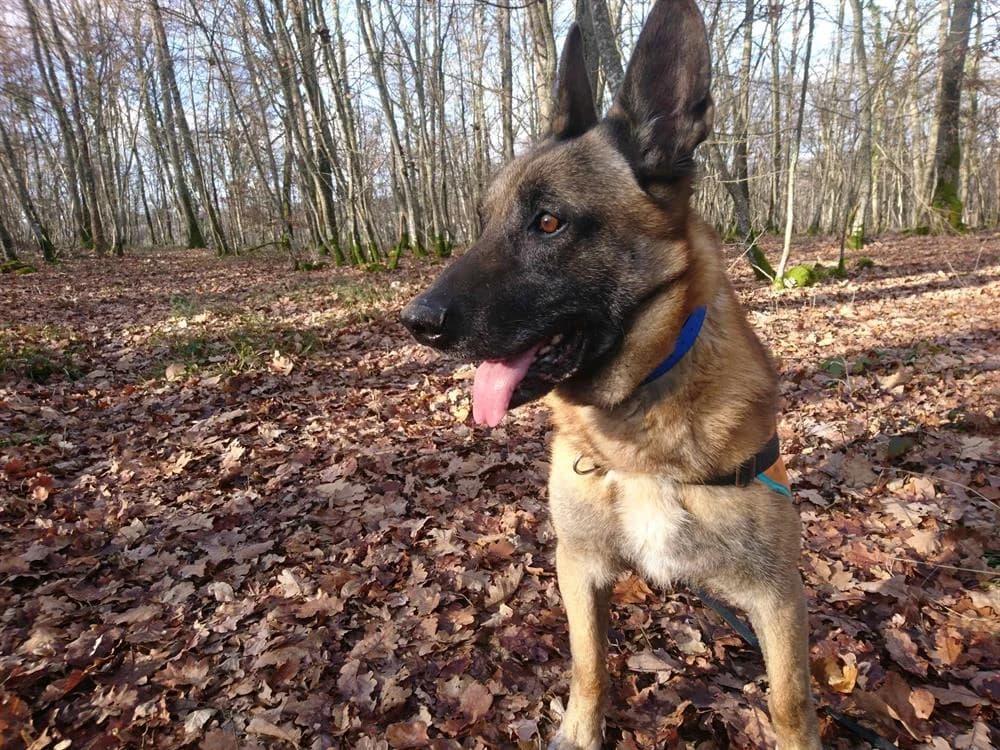 FALCKO, Belgian Malinois (SPA Briançon)