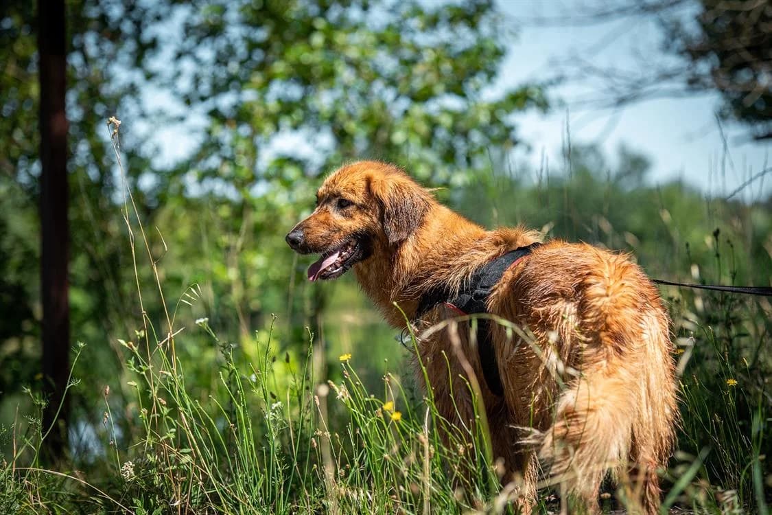 Rouky, Mixed Breed (SPA Millau)