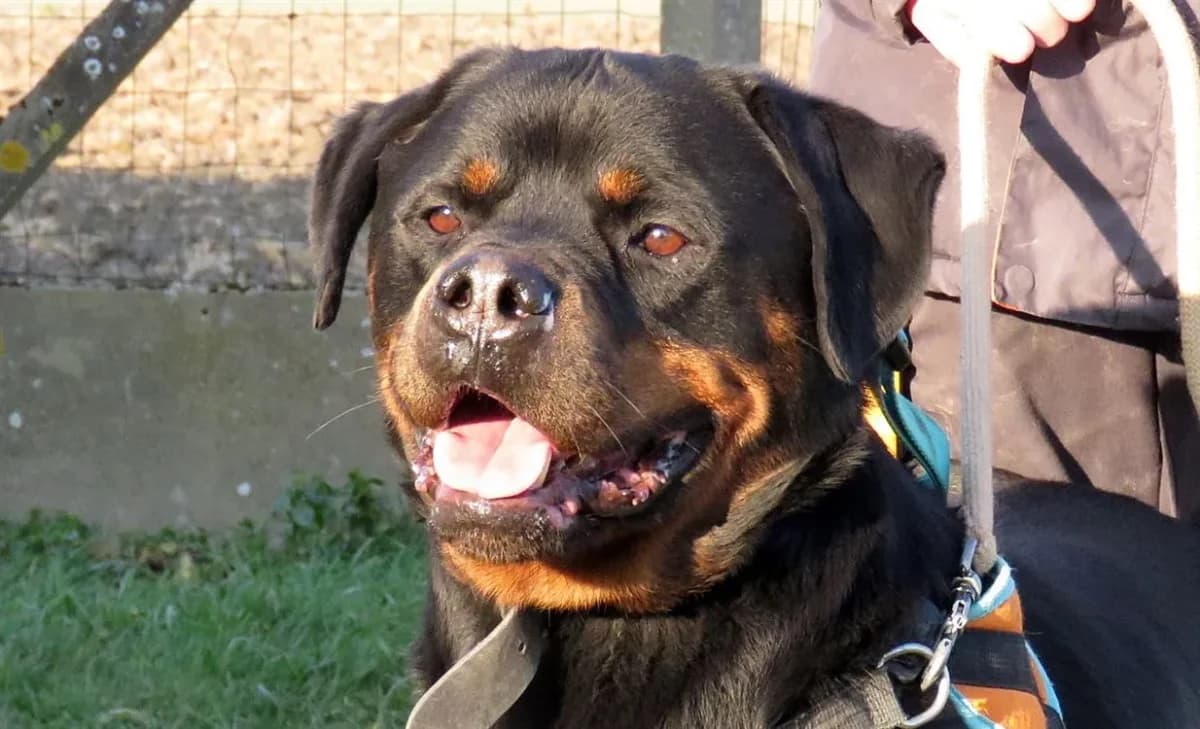 NISKO (RESERVE) photo 2