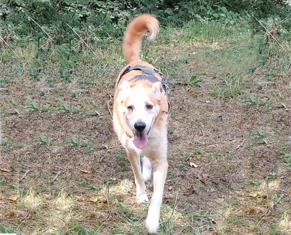 Rodolphe, male mixed breed for adoption at SPA Albi (Le Garric), Albi
