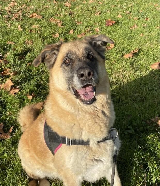 Cesar, Mixed Breed (Fondation Brigitte Bardot)