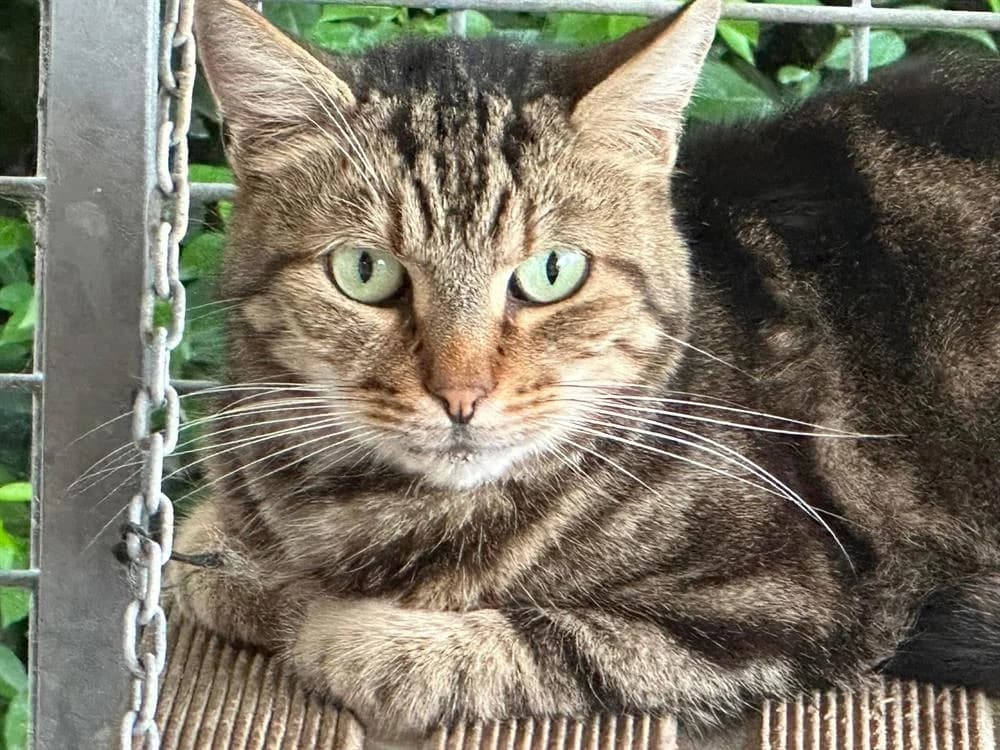 POET en SOS URGENT, unknown male mixed breed for adoption at SPA Saint-Omer, Omer