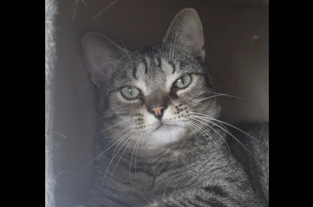 MINET, male mixed breed for adoption at Tulle