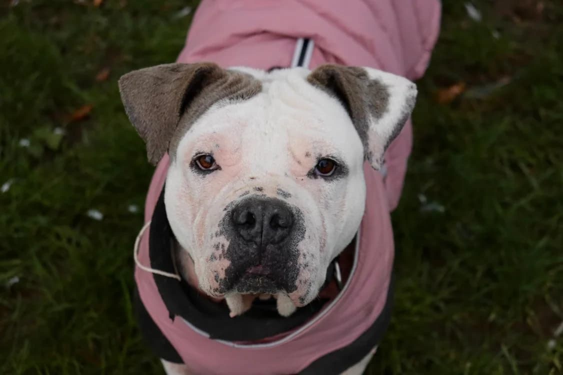 Elka, female Mixed Breed for adoption at Haute-Marne), Voillecomte