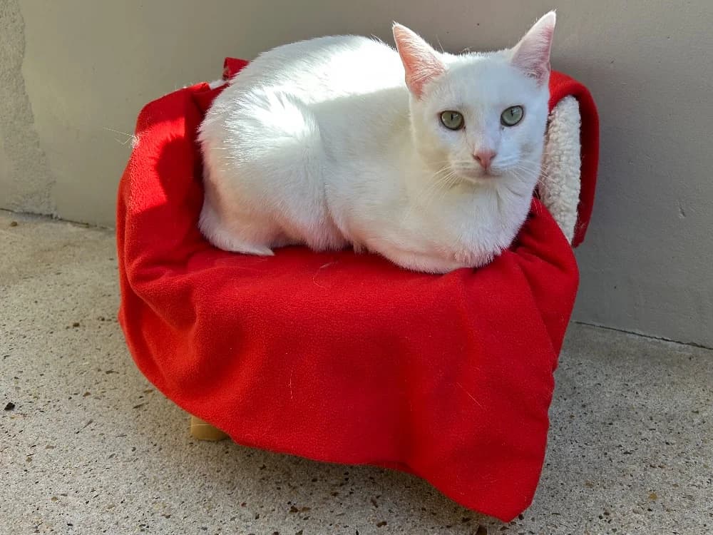 MULDER, male mixed breed for adoption at SPA Le Mans (Yvré-L'Évêque)