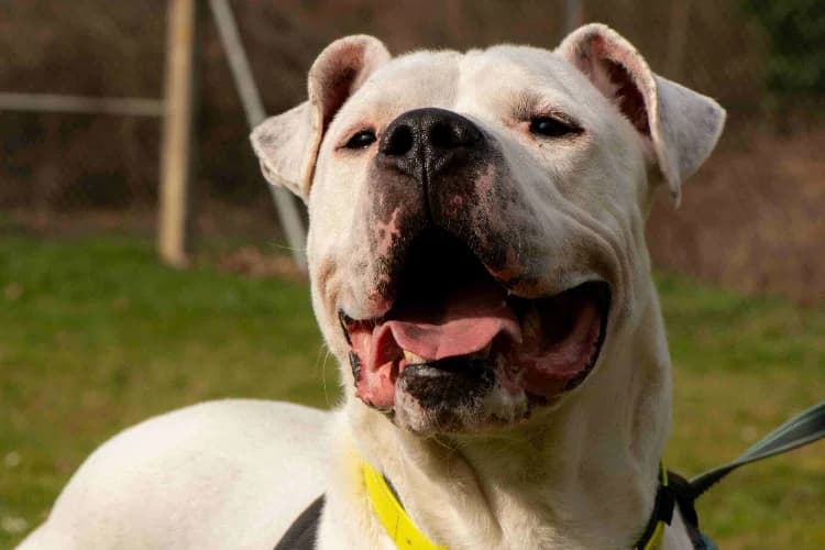 OLYMPE OAA19781, male mixed breed for adoption at SPA Orgeval, Orgeval