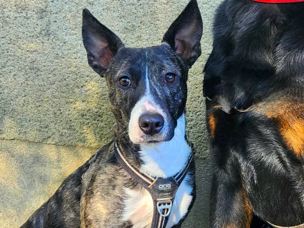 PEPETTE, Mixed Breed (SPA Tours (Luynes))