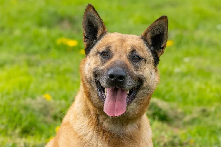 GOLD, male senior Belgian Malinois for adoption at SPA Orgeval, Orgeval