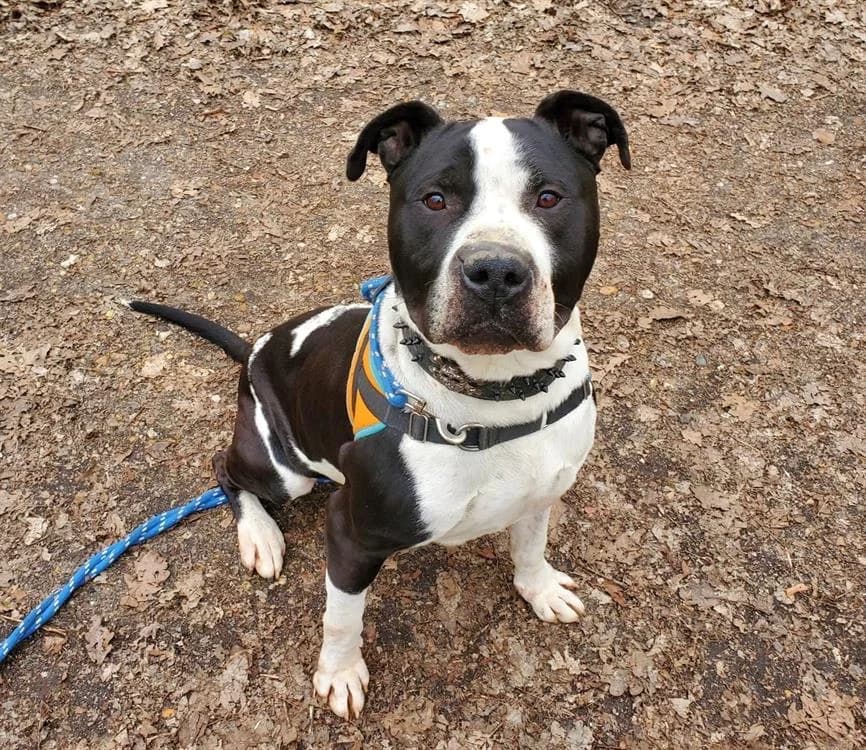 KENZO, male mixed breed for adoption at SPA Plaisir, Plaisir