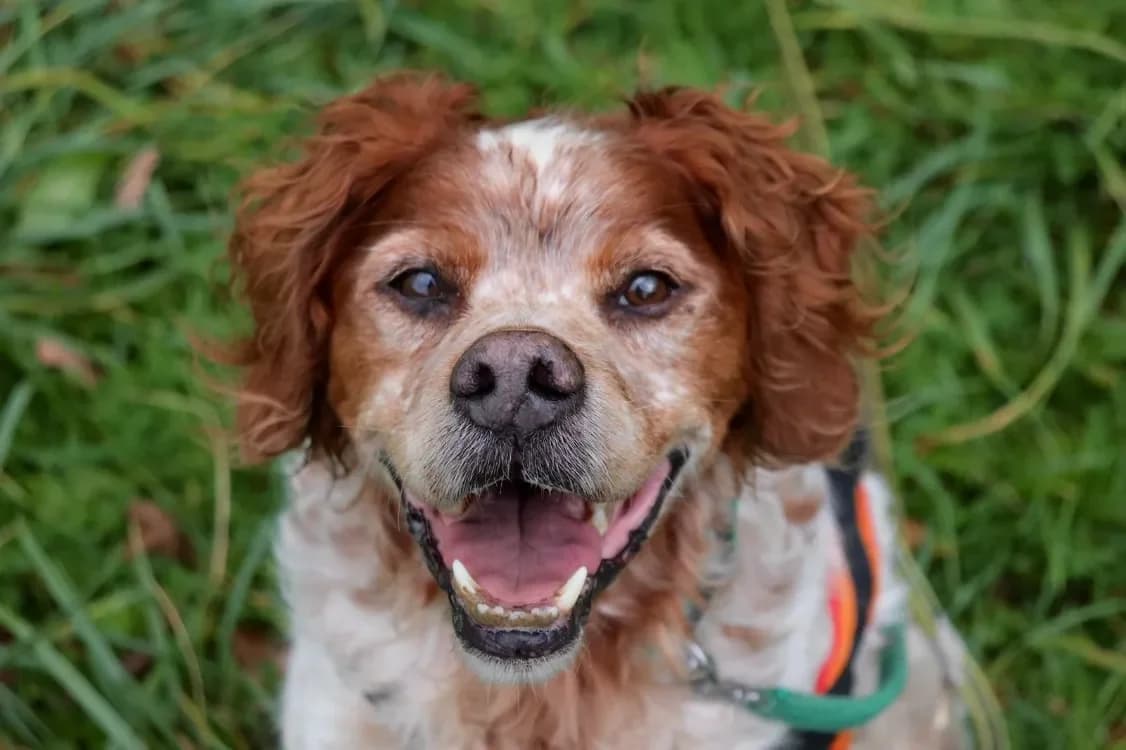 JACKO, male mixed breed for adoption at SPA France, Paris photo 2
