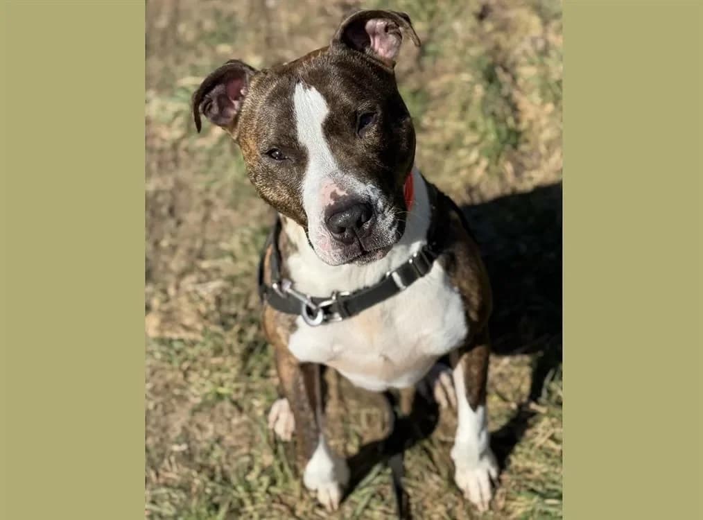 BIC HAA24447 photo 2