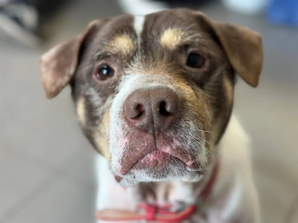 PATAPOUF en SOS URGENT, unknown male Mixed Breed for adoption at SPA Saint-Omer, Omer