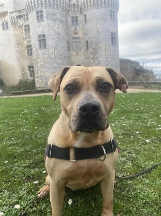 Kiara, Mixed Breed (Fondation Brigitte Bardot)