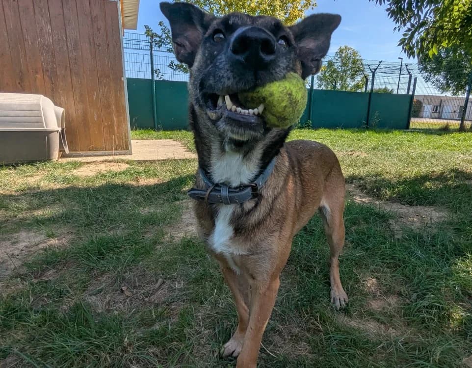 TESSY, Belgian Malinois (Jean Leriche))