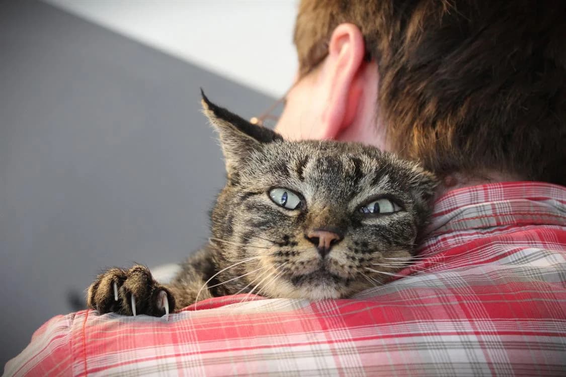 MORESQUE (FR), male senior Mixed Breed for adoption at SPA Rennes, Rennes