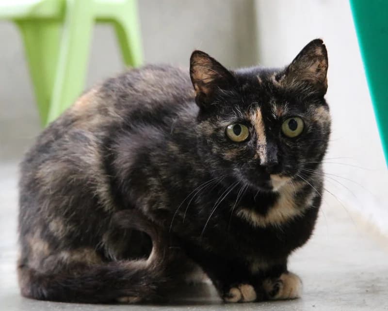 SMARTIES, female mixed breed for adoption at SPA Mirepoix, Mirepoix