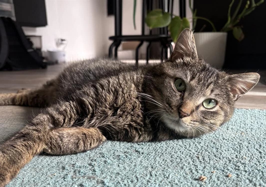 SAKA,  (Bouguenais))