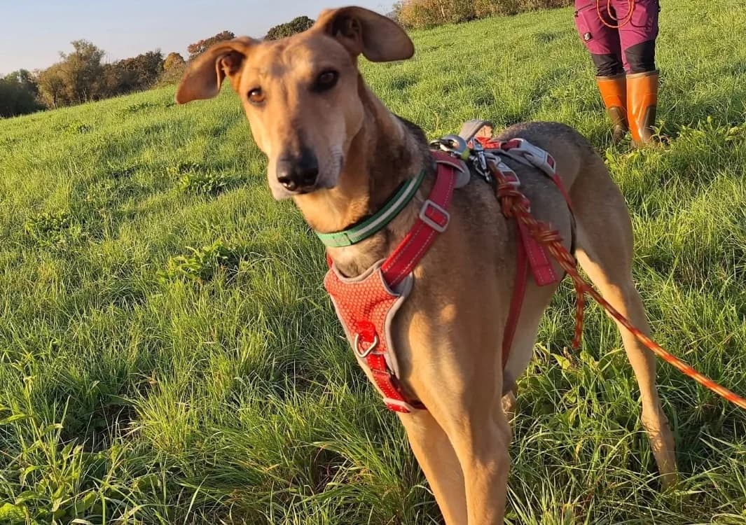 LEVIS, male 4yo mixed breed for adoption at SPA Thionville, Thionville