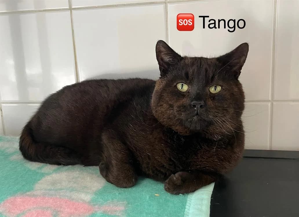 TANGO