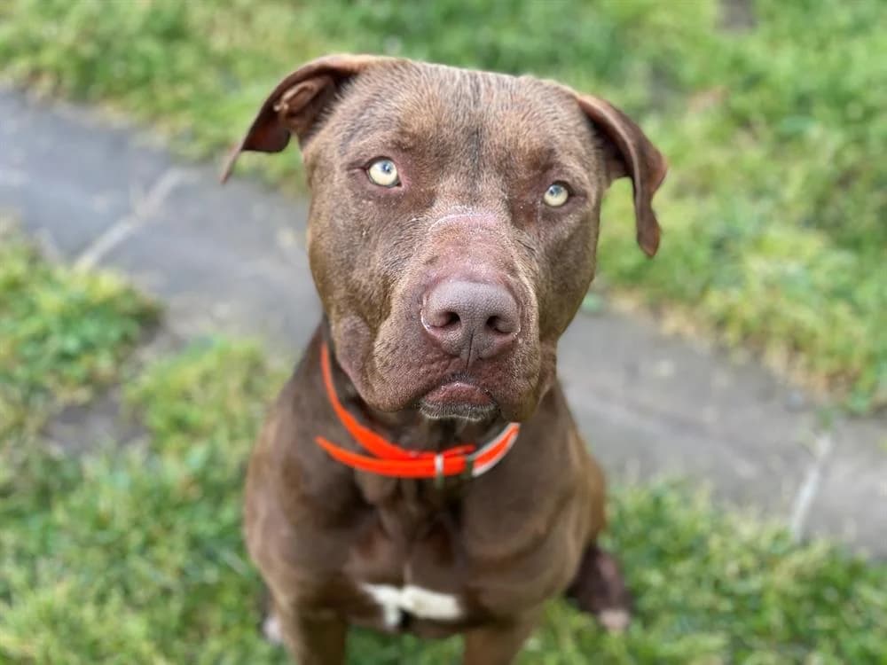 MARSEL, unknown male Pointer for adoption at SPA Le Mans (Yvré-L'Évêque)