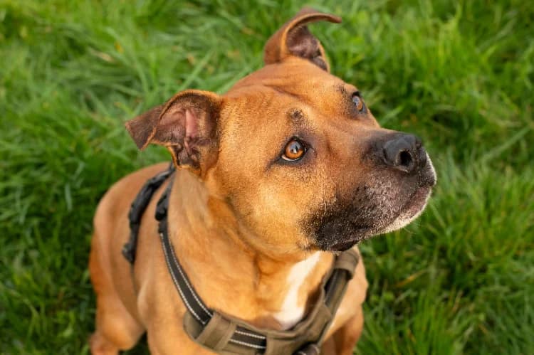 ZINO (réservé) OAA19800