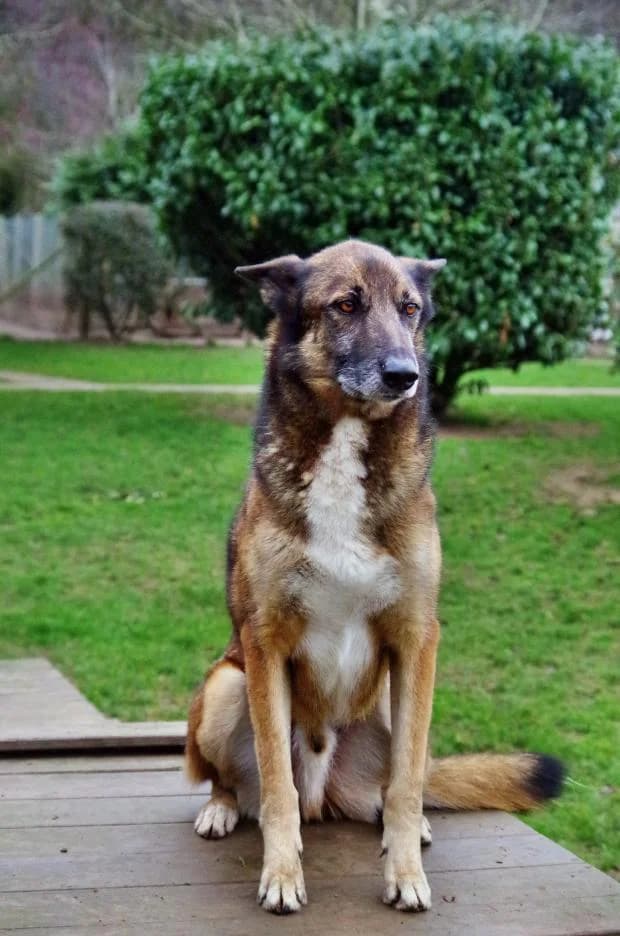 Bandit, male Mixed Breed for adoption at Fondation Brigitte Bardot, Paris