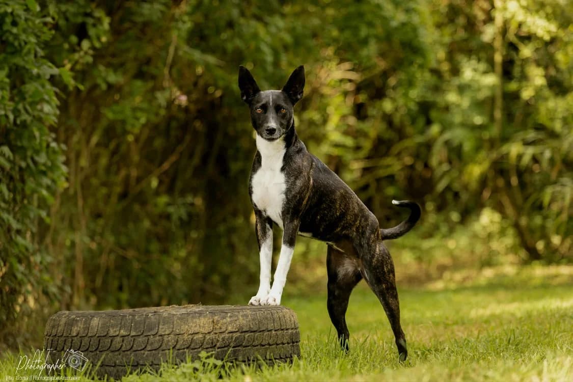 KIM, female 3yo mixed breed for adoption at SPA Cabourg, Cabourg