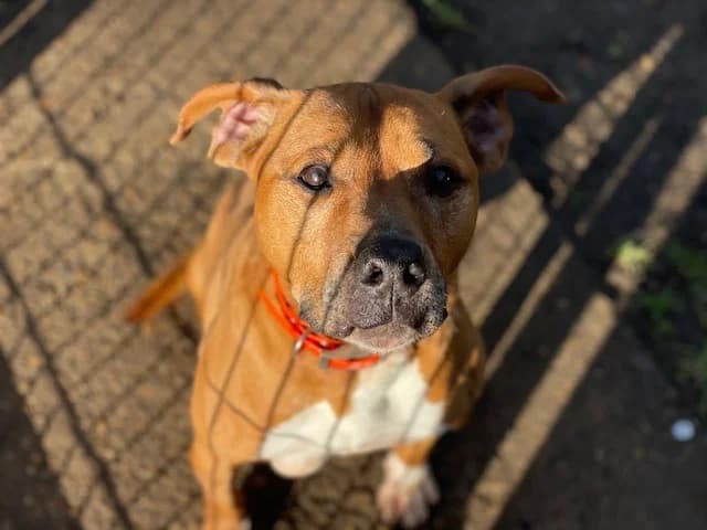 LAIKO, male Mixed Breed for adoption at SPA Le Mans (Yvré-L'Évêque)