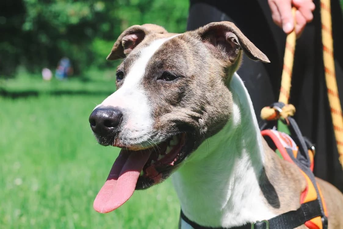WIPPY, female Mixed Breed for adoption at SPA Hermeray, Hermeray