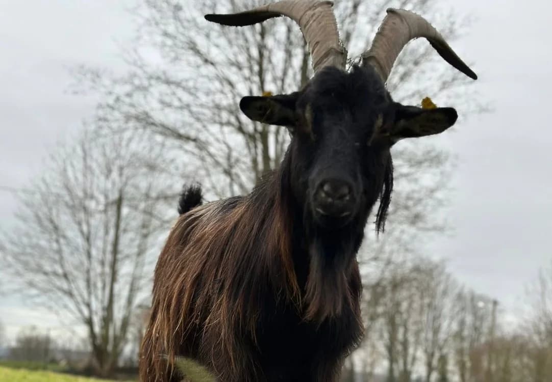 SHUKA en SOS URGENT  castré