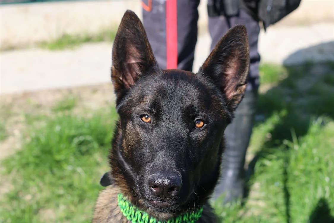ZORRO, male young Belgian Malinois for adoption at SPA Gennevilliers (Grammont), Gennevilliers