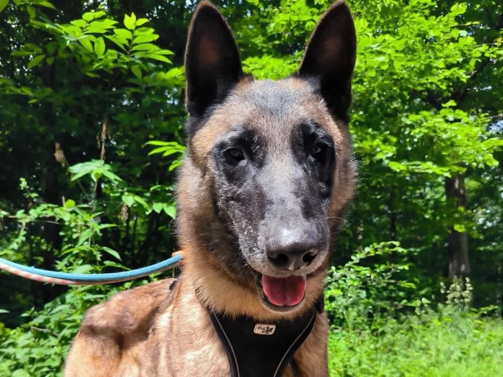 Roméo, Belgian Malinois (SPA Plaisir)