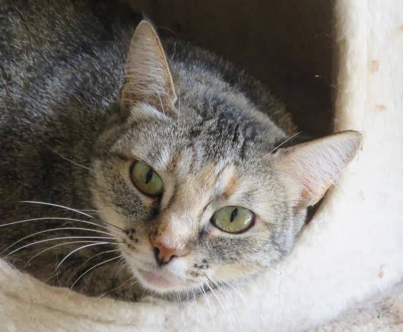 DRAGIBUS, female senior mixed breed for adoption at SPA Mirepoix, Mirepoix