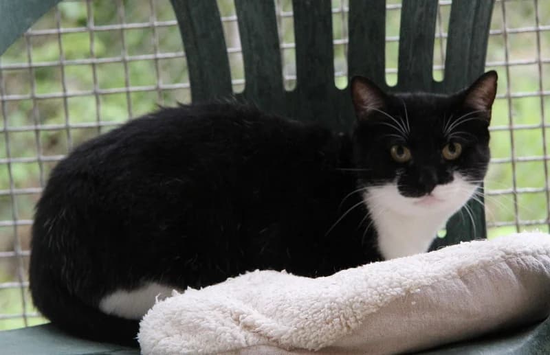 ROUDOUDOU, female mixed breed for adoption at SPA Mirepoix, Mirepoix