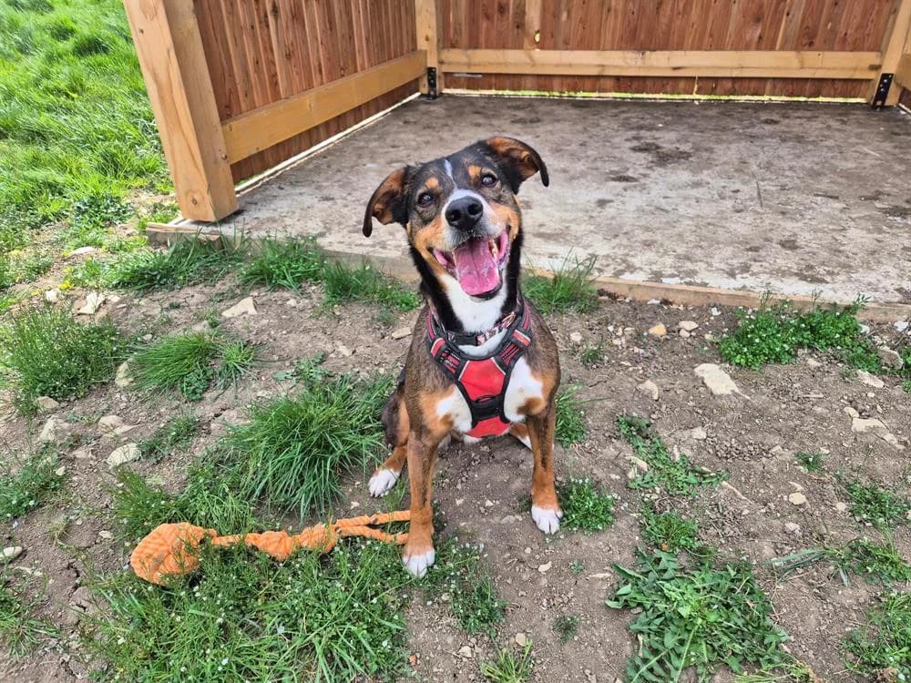 TITI, Mixed Breed (SPA Sarreguemines)