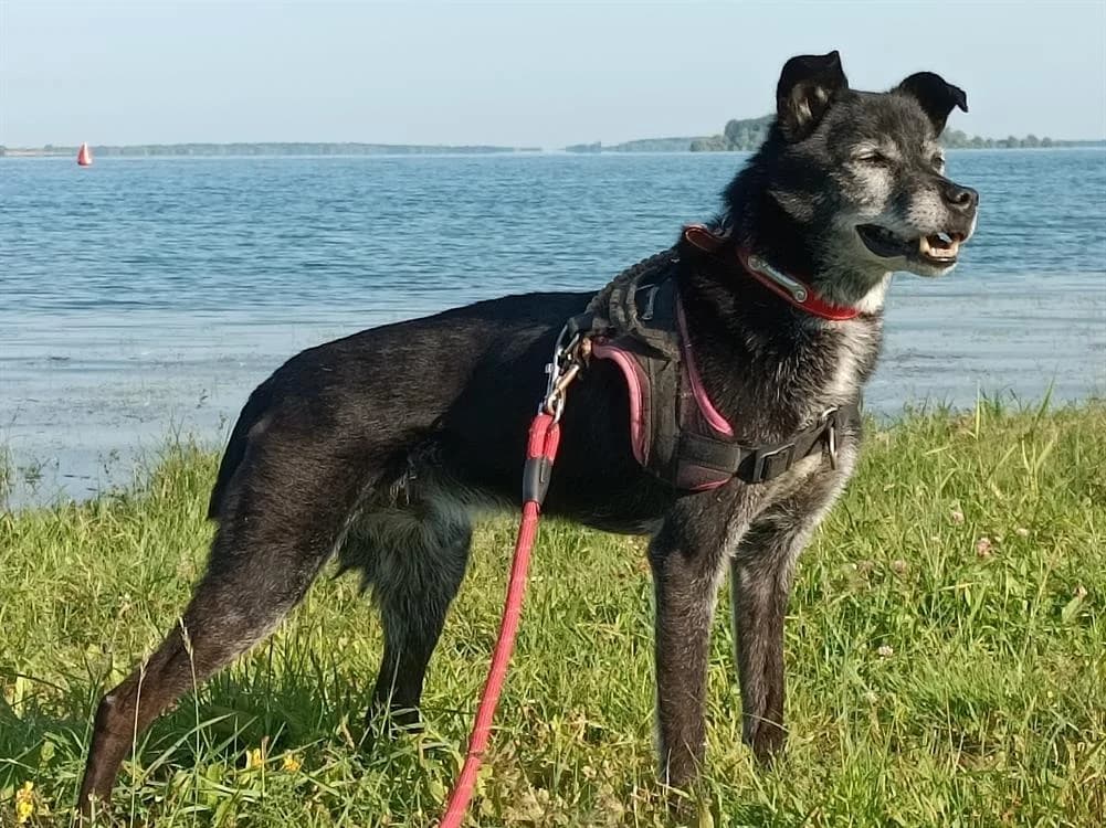 OMER, Mixed Breed (Haute-Marne))