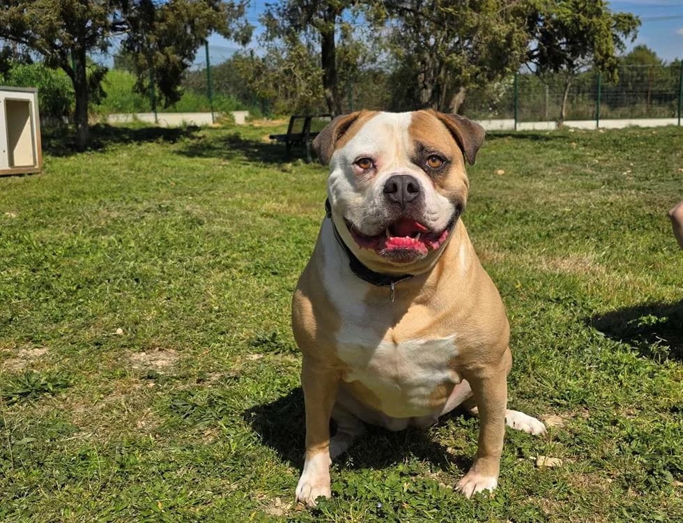 PIN UP, English Bulldog (Vallerargues))